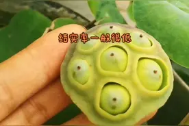 “莲蓬精”后续之完结篇，关于各种“莲蓬精”“表情怪”“外星人”“植物大战僵尸”由来的解释…