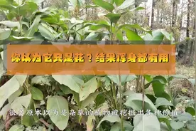 芭蕉芋你以为它只是花？结果浑身都有用#芭蕉芋 #芭蕉芋粉