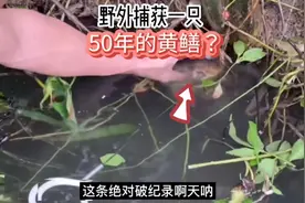 野外发现一只50年的黄鳝精#神奇动物在抖音 #动物世界视频封面