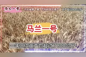 马兰一号，河北省第一个亩产超过800公斤的小麦品种#马兰一号