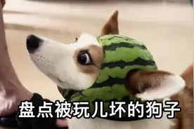 盘点被玩坏的狗子，狗：我不是人，但你是真的狗！#搞笑