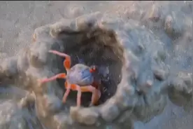 看看螃蟹怎么挖洞的#抖音小助手 #泰国 #奇妙的动物