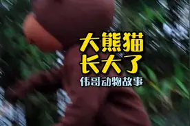 看完这个您认为熊猫是猛兽吗？熊猫大战棕熊#迷惑行为大赏视频封面