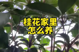家里怎么盆栽桂花？几天浇水一次，怎么养才旺盛开花视频封面