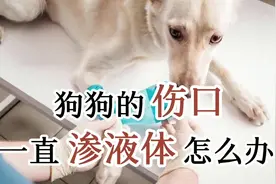 狗狗的伤口一直渗液体怎么办视频封面