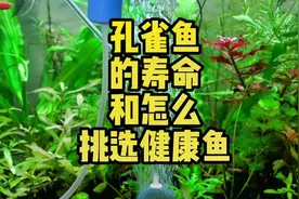 孔雀鱼的寿命是多少 如何挑选健康的鱼#孔雀鱼 #孔雀鱼寿命