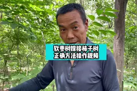 软枣树嫁接柿子树正确方法讲解#果树嫁接#柿子树嫁接 #农业技术视频封面
