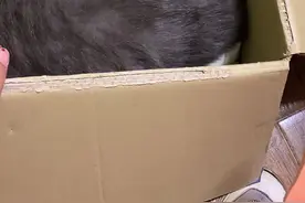 家里🈶️猫的，不要养多肉：生石花，我家猫今天误食了，去喵星了，宝贝对不起…#我和我的猫视频封面