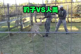 人类徒手单挑猎豹与花豹，胜率有多大？#野生动物零距离视频封面