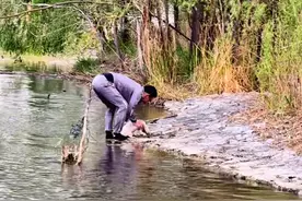 主人毫不犹豫跳下水里救自己的狗狗，手机，耳机都没有摘！鞋都没来得及脱！人工呼吸，胸外按压，都做了，遛狗需谨慎！一定要带狗绳，不是所有的狗子都会游泳！#溺水救援 #溺水视频封面