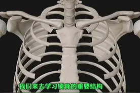 上肢骨——锁骨