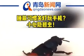 睡前习惯关灯玩手机？小心隐翅虫#隐翅虫 #玩手机 #注意安全