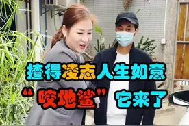 开得凌志，人生如意，“咬地鲨”它来了！ #蚊姐撩车  #抖音汽车  #二手车  #雷克萨斯is @DOU+小助手