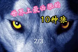 世界上最凶狠的10种狼，您知道那些？#动物 #动物世界 #狼视频封面