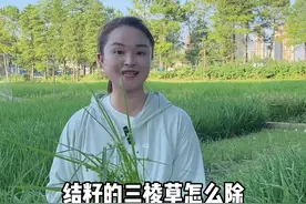 水稻孕穗拔节以后田间三棱草等莎草基数大，怕用药不安全，可以用灭草松解决，安全性高，具体用法看完视频就明白了#农家值丰年 #农业 #水稻除草#三棱草#莎草视频封面