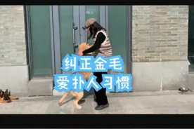 狗子爱扑人一般是主人训出来的，改变从人先开始#金毛视频封面