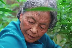 今天把辣椒侧枝掰掉，这样的辣椒才能长的好！ #新农人计划 #乡村生活 视频封面