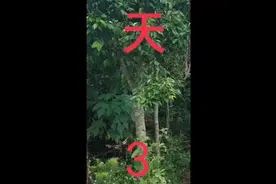 天下奇闻#沉香叶茶 #沉香 #关爱睡眠视频封面