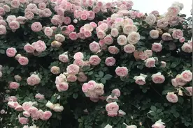 在院子大门两边栽上爬藤月季，是多少人向往的啊？视频封面