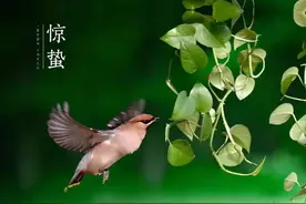 惊蛰节气黄豆萝卜葱白汤调理流感，原料：黄豆1两、白萝卜半斤视频封面