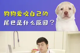 狗狗爱咬自己的尾巴，原因在这里哦#防御保健#狗咬尾巴#科学养宠攻略 视频封面