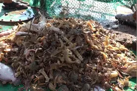 开海啦！在唐山老家花1500包条船出海搂两网海鲜，现捞现煮视频封面