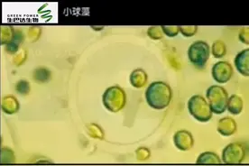 小球藻神奇之处~活性生长因子C. G. F#小球藻视频封面