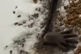 网友不小心把猫粮撒在了地上，下一秒发生了惊人的事情……视频封面
