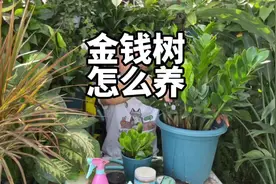 金钱树,钱串子怎么养，浇水施肥怎么养才能爆盆呢？旱着养视频封面