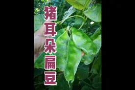 扁豆种子种植方法栽培技术#扁豆#蔬菜种植视频封面