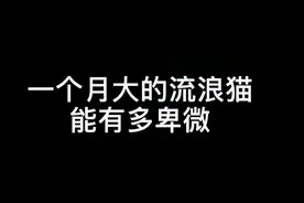 流浪过的小猫咪总是特别懂事#抖音动物图签 #流浪猫