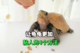 让龟龟更加粘人的4个方法‼️#养龟日常 #萌宠 #铲屎官的乐趣 #龟