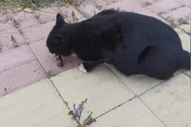 猫吃巧克力会不会死！#猫 #喂猫视频封面