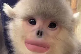 你听过滇金丝猴撒娇的声音吗？#云南 #金丝猴 #生物多样性