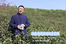 带外国茶友们看看信阳毛尖真正的样子#信阳毛尖 #新茶上市视频封面