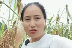 四川高温晒掉了多少农民的心血和汗水，今年的农民太难了！……视频封面