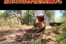 你们心心念念的完达山一号，回归山林了！身体健康 愿它平安#完达山一号回归自然视频封面