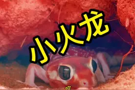 小火龙可咋办呢~#爬宠日常 #瘤尾守宫视频封面