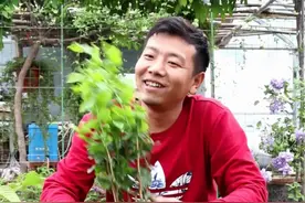 重瓣大花的虎头茉莉，香味非常好闻，想要养好它，这几点必须做好！视频封面