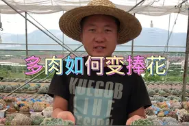 多肉如何变捧花 #养花小知识 #多肉植物养护 #捧花多肉视频封面