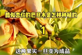 #巴旦木 是如何种植的，看完就懂了#新疆巴旦木视频封面