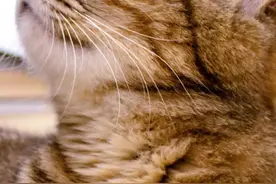 绝育猫咪能延长寿命，宠物医院最大的骗局！ #猫绝育 #轻知识计划 @抖音小助手 视频封面