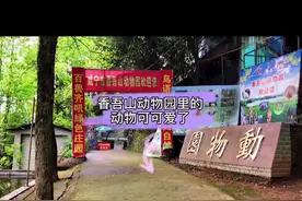 来一波动物卖萌合集～可惜荒原狼和老白马没有熬过疫情～#咸宁香吾山动物园 #野生动物 #保护动物 #热门推荐视频封面