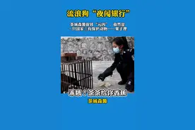 一分钟，茶茶带你了解放归野生保护动物果子狸的全过程。#这个视频有点料#善待动物