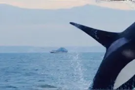 海洋中的霸主，连大白鲨生吞的虎鲸，为什么对人类如此友好？#上西瓜看知识@西瓜视频 #涨知识  #科学视频封面