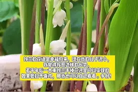 从零开始学种铃兰（三）#花卉绿植 #铃兰 #一花一草一世界 @抖音短视频视频封面
