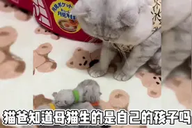 猫爸知道母猫生的是自己的孩子吗？#养宠进阶指南 #喵喵教视频封面