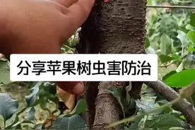 苹果树最常见的天牛虫害，这是防治方法希望对大家有帮助#苹果树#虫害防治#抖音小助手#农业@DOU+小助手视频封面
