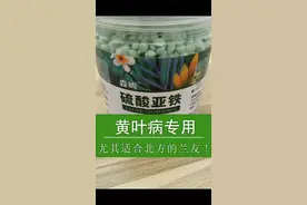 黄叶病首选！尤其是北方的兰友要注意了！#抖音助农 #兰花 #三农 #新农人计划2022 #来抖音学农技 @添雨兰苑 @抖音短视频 @DOU+小助手 视频封面