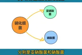 水产知识：什么是硝化细菌？#水产 #养殖#养鱼 #养虾 #养殖技术视频封面